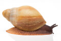 Archachatina marginata candefacta Cameroon b semiadult, 6cm
